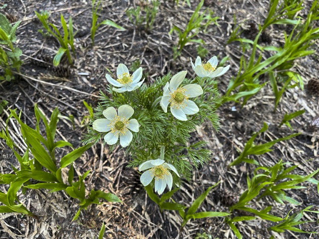 Obsidian Trail Wildflowers